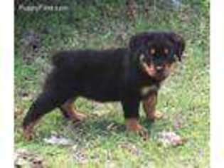 Rottweiler Puppy for sale in Dublin, GA, USA