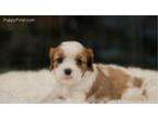 Cavalier King Charles Spaniel Puppy for sale in Bushnell, FL, USA