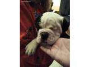 Olde English Bulldogge Puppy for sale in Sullivan, IL, USA