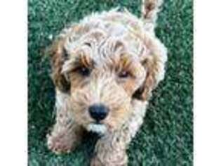 Australian Labradoodle Puppy for sale in Saratoga Springs, UT, USA
