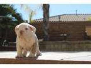 Bulldog Puppy for sale in Menifee, CA, USA