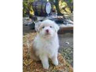Australian Shepherd Puppy for sale in Pauma Valley, CA, USA