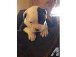American Bulldog Puppy for sale in WEIRSDALE, FL, USA