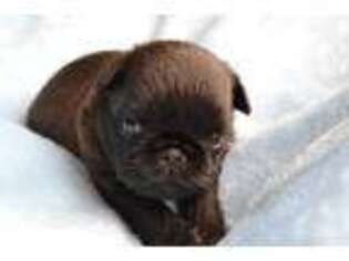 Brussels Griffon Puppy for sale in Jacksonville, NC, USA