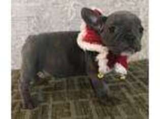 French Bulldog Puppy for sale in Silver Spring, MD, USA