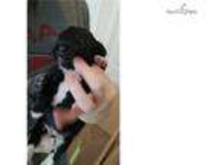 Newfoundland Puppy for sale in Boise, ID, USA