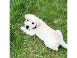 Labrador Retriever Puppy for sale in Uxbridge, MA, USA