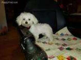 Maltese Puppy for sale in Huntsville, TX, USA