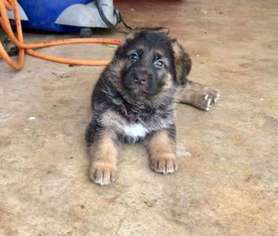 German Shepherd Dog Puppy for sale in Edinburg, TX, USA