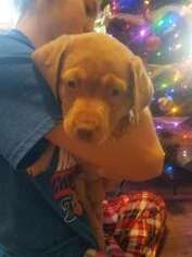 Labrador Retriever Puppy for sale in STERLING, IL, USA