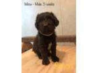 Labradoodle Puppy for sale in Philadelphia, NY, USA