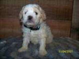 Goldendoodle Puppy for sale in Haddam, KS, USA