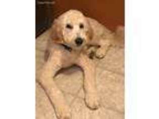 Goldendoodle Puppy for sale in Litchfield, IL, USA