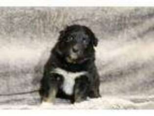 Australian Shepherd Puppy for sale in Bluejacket, OK, USA