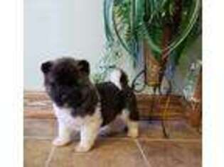 Akita Puppy for sale in Forest, OH, USA