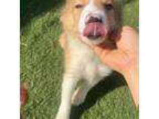 Bearded Collie Puppy for sale in La Puente, CA, USA