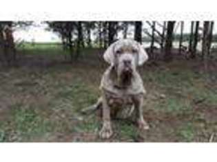 Neapolitan Mastiff Puppy for sale in Buffalo, MO, USA