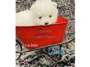 Pomeranian Puppy for sale in Ireton, IA, USA