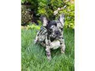 French Bulldog Puppy for sale in Mill Valley, CA, USA
