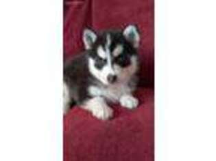 Siberian Husky Puppy for sale in Lyons, NY, USA