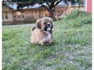 Lhasa Apso Puppy for sale in Normangee, TX, USA