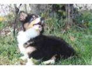 Pembroke Welsh Corgi Puppy for sale in Etowah, TN, USA
