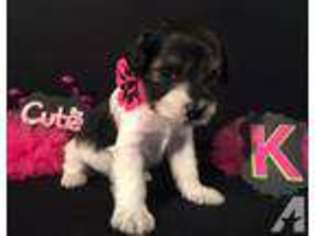 Mutt Puppy for sale in BELLA VISTA, AR, USA