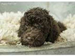 Labradoodle Puppy for sale in Carlisle, IN, USA