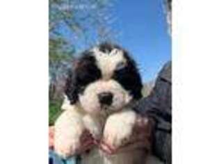 Saint Bernard Puppy for sale in Hutchinson, KS, USA