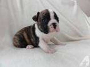 Miniature Bulldog Puppy for sale in MONTEVIDEO, MN, USA