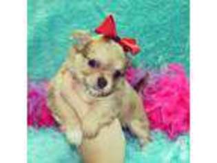 Chihuahua Puppy for sale in STOCKTON, CA, USA