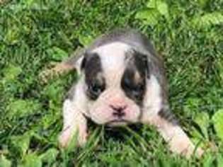Bulldog Puppy for sale in Salem, MO, USA