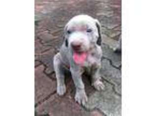 Weimaraner Puppy for sale in Newport News, VA, USA
