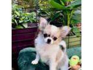 Chihuahua Puppy for sale in Raleigh, NC, USA