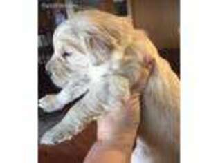 Golden Retriever Puppy for sale in Waterbury, VT, USA