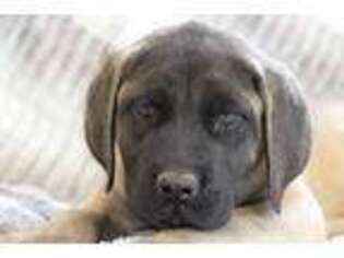 Mastiff Puppy for sale in Massillon, OH, USA
