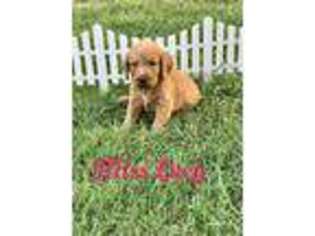 Labradoodle Puppy for sale in Greenwood, AR, USA
