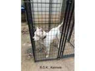 Dogo Argentino Puppy for sale in Cumming, GA, USA