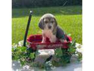 Beagle Puppy for sale in Nacogdoches, TX, USA