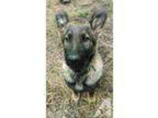 German Shepherd Dog Puppy for sale in CLE ELUM, WA, USA