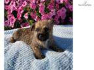 Cairn Terrier Puppy for sale in Canton, OH, USA