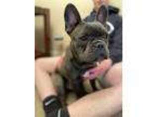 French Bulldog Puppy for sale in Clayton, OH, USA