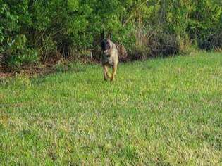 Belgian Malinois Puppy for sale in Citra, FL, USA