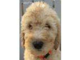 Labradoodle Puppy for sale in Hudson, WI, USA