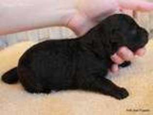 Bernese Mountain Dog Puppy for sale in Oppelo, AR, USA