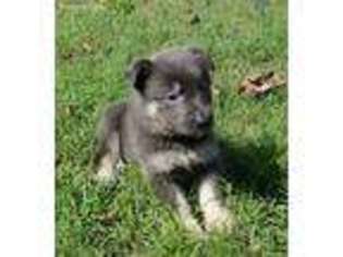 German Shepherd Dog Puppy for sale in Colerain, NC, USA