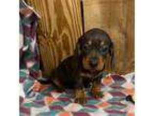 Dachshund Puppy for sale in Fredericksburg, VA, USA