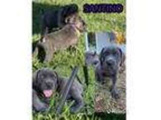 Cane Corso Puppy for sale in Fort Myers, FL, USA
