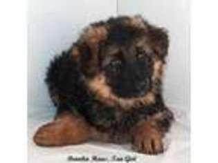 German Shepherd Dog Puppy for sale in Edgerton, WI, USA
