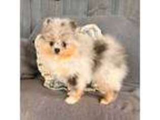 Pomeranian Puppy for sale in Berlin, OH, USA